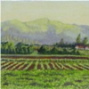 Chilean Vineyard