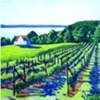 Willows Vineyard 2