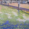Marina with water lilies