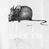 mouse - pondticoss