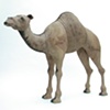 camel