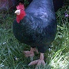 cockerel