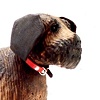 border terrier