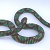snake