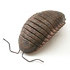 woodlouse