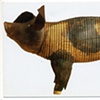 pig