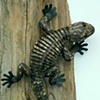 marbled gecko