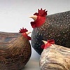 rocking Chickens