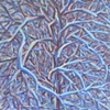 Thicket