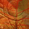 "Bloodlines- Womb"