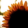 Inner City Sunflower 2