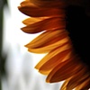 Inner City Sunflower 1