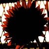 Inner City Sunflower 4