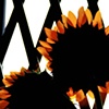 Inner City Sunflower 3