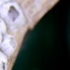 Campestral Discoveries