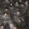 Discovery No. 1