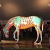 The Horsefever Auction Block