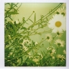 Daisies