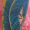 quill pen feather