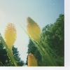 Luther Burbank Gardens #1