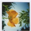 Luther Burbank Gardens #2