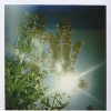 Flare