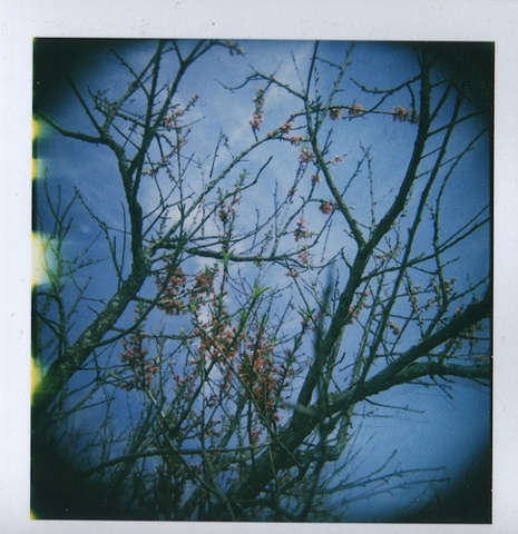 cherry.
