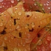 droplets.