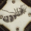 The Fourth to Ferry: Ant