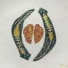 To Remember: Planaria