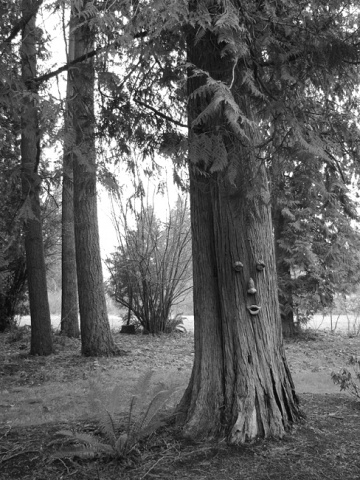 tree face