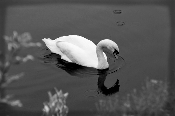 swan