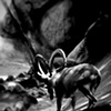 ram