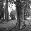tree face