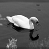 swan