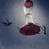 Hummingbirds