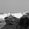 Terns, La Jolla
