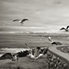 Bird Man, La Jolla