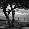 La Jolla Cove