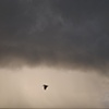 Into the Storm