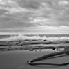 Kelp in B&W