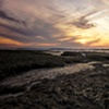 Crane fishing in a low tide sunset - La Jolla