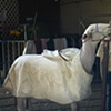 A day at the fair