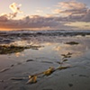 Kelp at Dusk - La Jolla