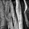 Tree Trunks