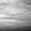"Seagull"