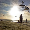 Feeding Seagulls