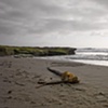 Beached Kelp