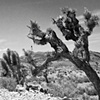 Nevada