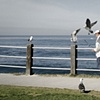 Bird Man of La Jolla